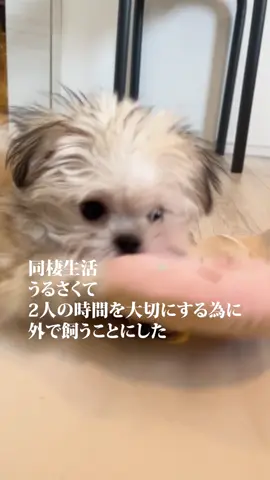 ごめんね　#犬