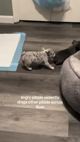 #pibblesoftiktok #frenchiesoftiktok #dogsoftiktok #pibble #belly 