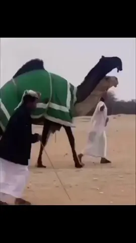 رأسها صندوق والخشم هنب واستقاد #راعي_مدمره 