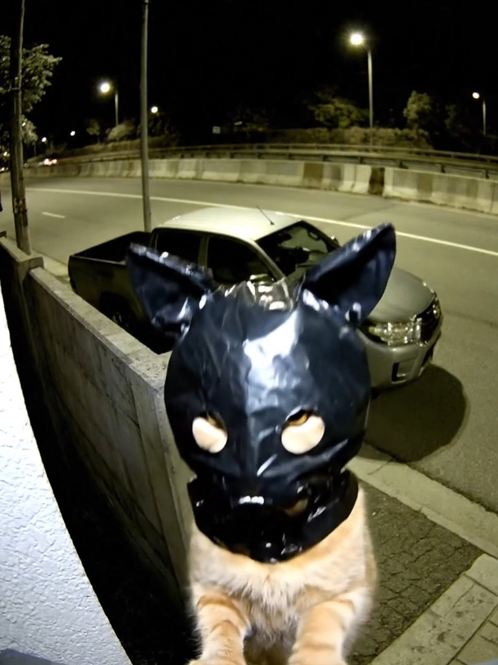 you fu k #cats #sofarsofake #viral #viralsong #fyp 