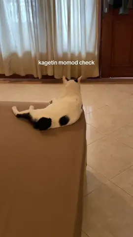 eh kaget dia😁 #kucingtiktok #momodkucing 