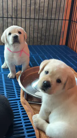เรื่องกินไว้ใจเรา 😁😋 #ลาบราดอร์ #ลาบราดอร์รีทรีฟเวอร์ #Labrador #แพททิเซียลาบราดอร์ #สวนสัตว์tiktok 