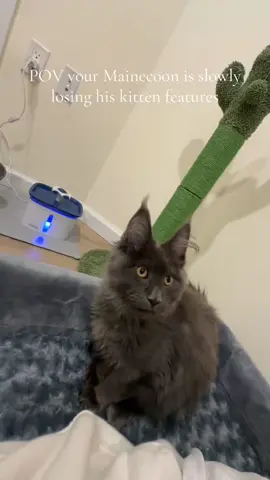 #cat #cats #catsoftiktok 