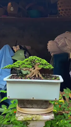 Konsep bahan yg tidak familier #RFULTIMATE #bonsailovers #crisartbonsai #ppbi #bonsaitree 