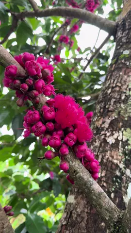 Mê#anhnongdan #71bentre_xinchao🌴 #mientayquetoi🌴🌴🌴🌴🌴 