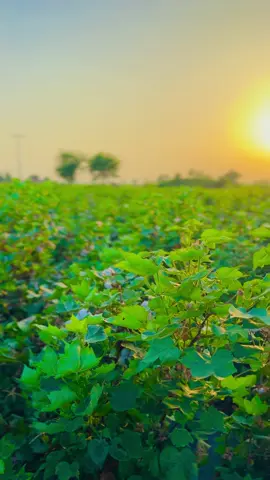 #foryou #farmerlife🌾 #100kviews #viralvideo #villagelife #mashallah #repostrequest🖤 