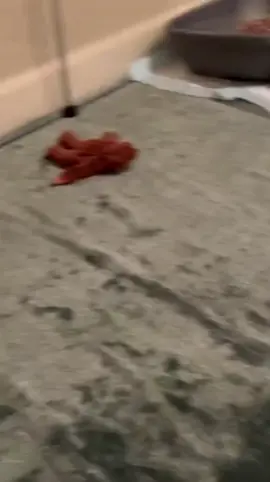 #cat #catsoftiktok 