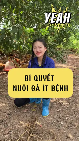 BÍ QUYẾT NUÔI GÀ ÍT BỆNH #huyenchannuoi #xuhuong #bigking #channuoiga #meochannuoi 