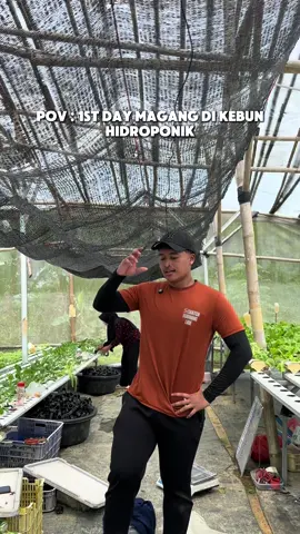 gak kerasa juga kerja di kebun hidroponik, karena kayak bukan kerja tapi malah kayak main di kebun! #willforeverbeyourgreens #sayuranhidroponik #kebunhidroponik #petanihidroponik #petanimilenial 