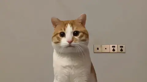 ui ui ui #cat #cute #tiktok #meme#fyp