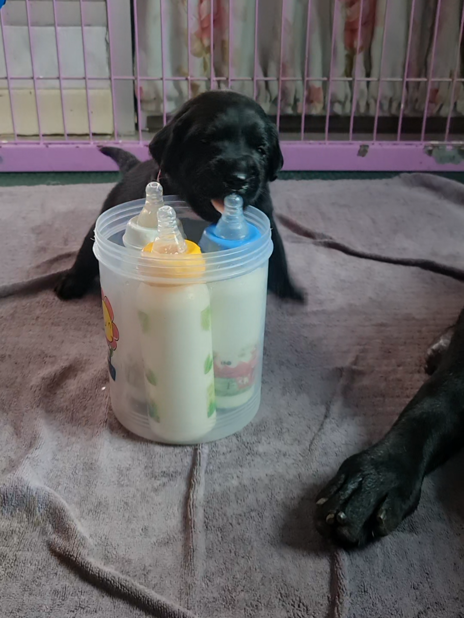 หิวไม่ไหว ป้อนตัวเองเลยละกัน #ลาบราดอร์รีทรีฟเวอร์ #Gigoloโก๋ลั๊ลลา #labradorretriever #labrador #ลาบราดอร์ 
