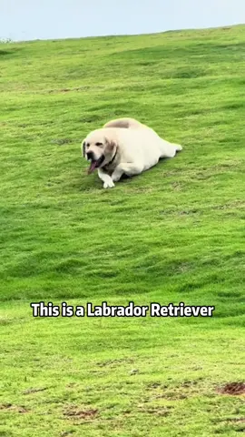 Introducing you to 20 different dog breeds #Science #usa #dog 