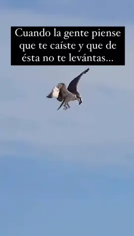levanta el vuelo en el nombre de cristo, tu puedes retomar el camino, de la mano de Dios #vivecondios #levantateparaquetealumbrecristo  #confiaendios #diosestodo #diostodopoderoso 