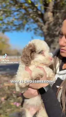 Edit: Thank you guys so much for the overwhelming support. I will be posting a more indepth video on this breeder if anyone is interested. #dog #doodles #poodle #dogs #fyp 