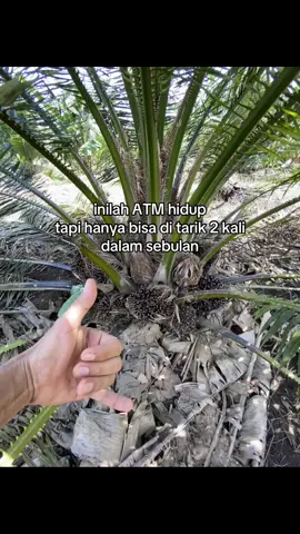 #fyp #sawit #sawitontiktok 
