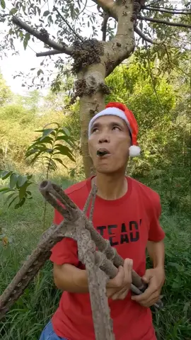 #entertainment #birdsounds #shorts - Nguyễn Điền Trung