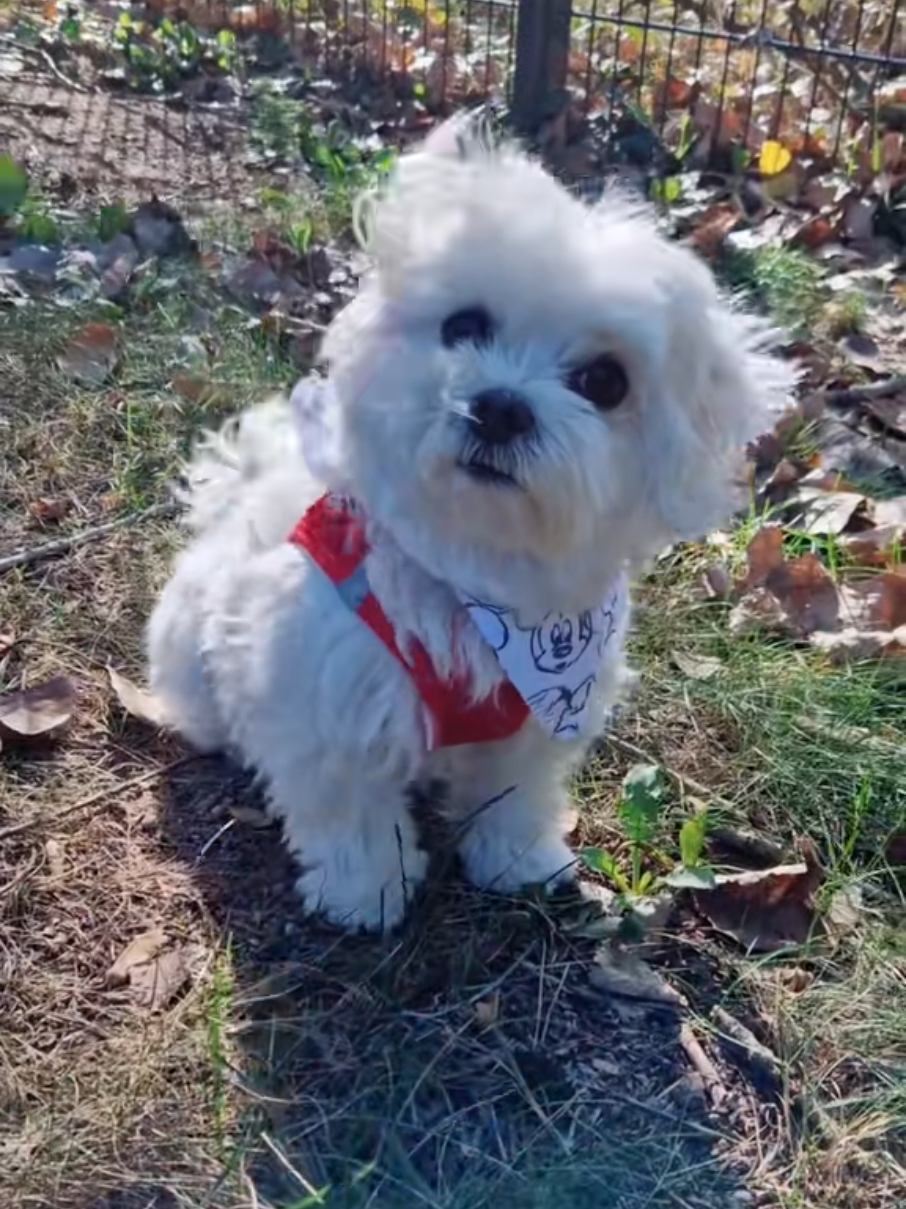 Erinnerung 28.09.2025 😉 #prinzjerry #dog #maltese  #hund #cutedog 
