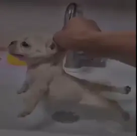 I am pibble, wash my belleh 👿 #fyp #pibble #pibblesoftiktok #dog #cute 