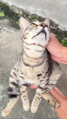 #hajimi #cats #xuhuong 
