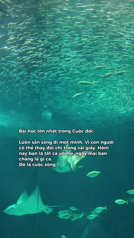Một mình ổn mà..#nhachaymoingay #news #nhatban #xuhuong 