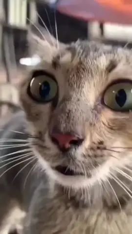 #eh...?#😹 