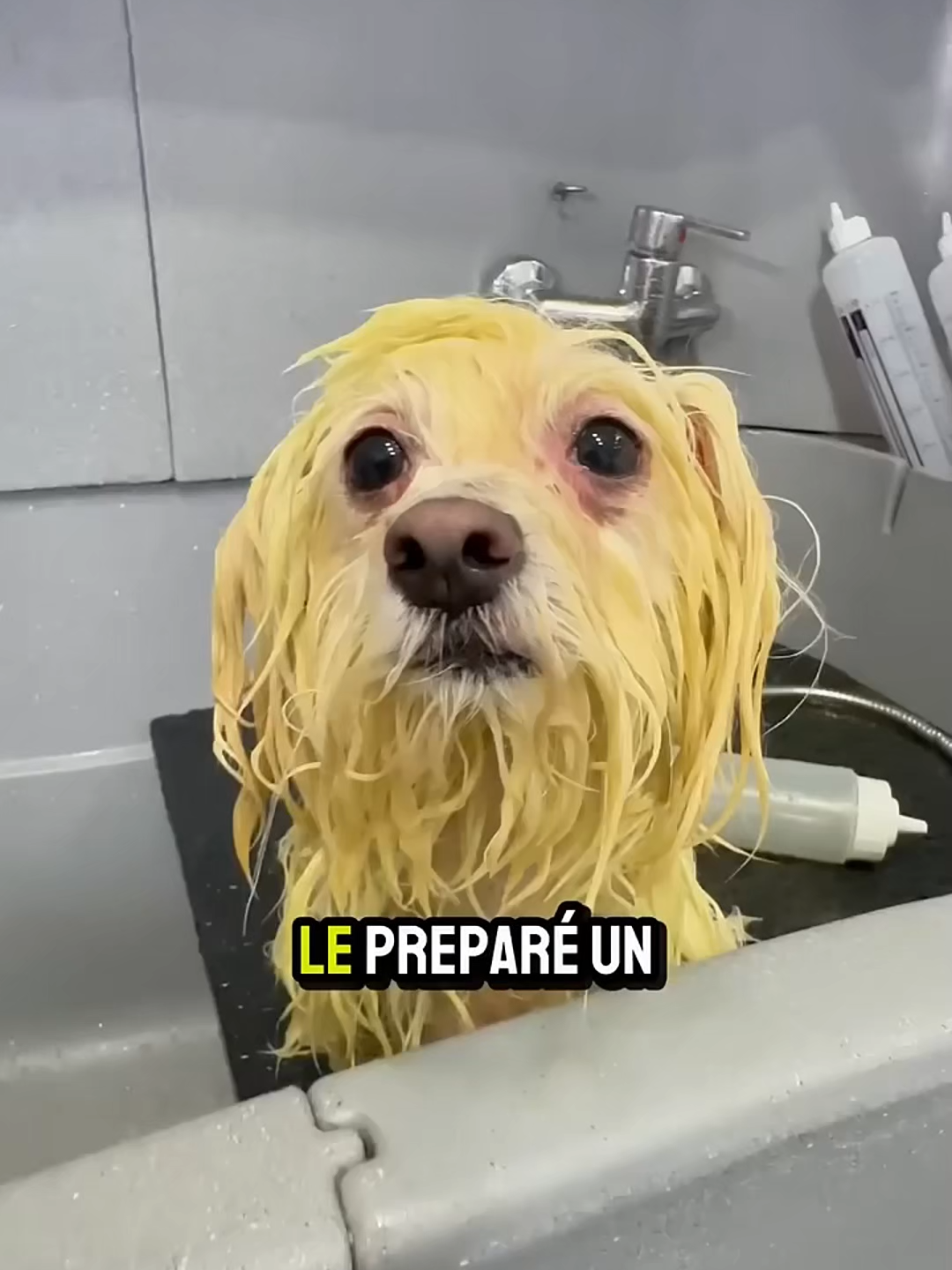 #pets #dog #fyp