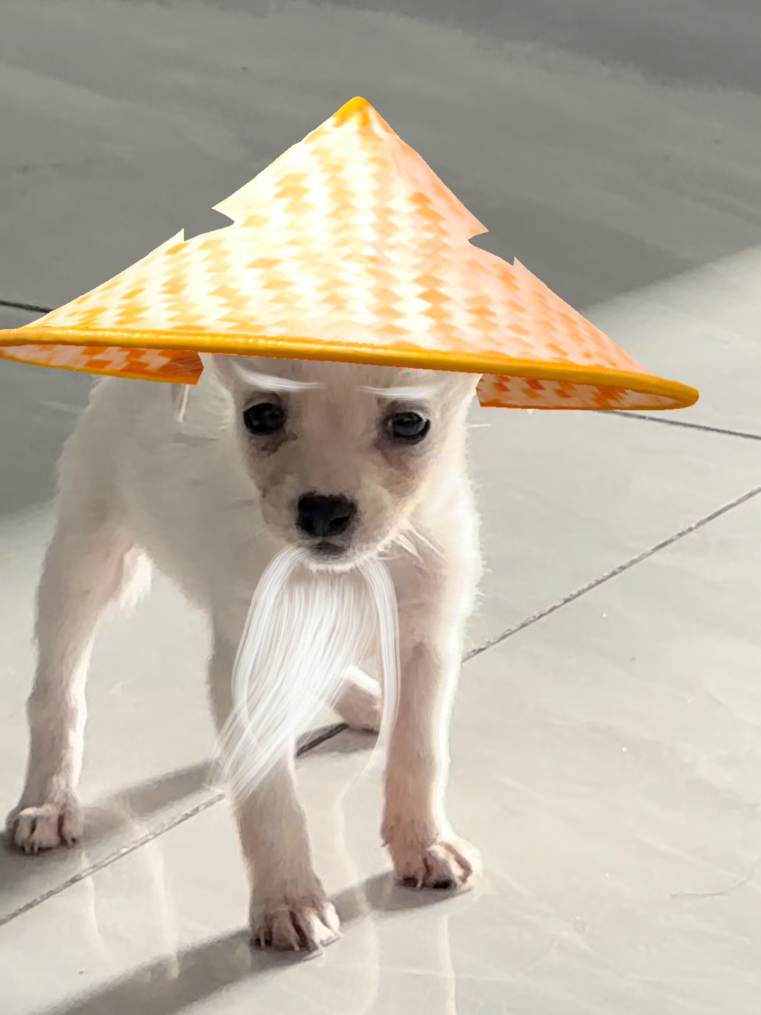 Chó trắng đội nón, không chống gậy. #datdoc #shifu #master #suphu #chogia #funny #dog #pet