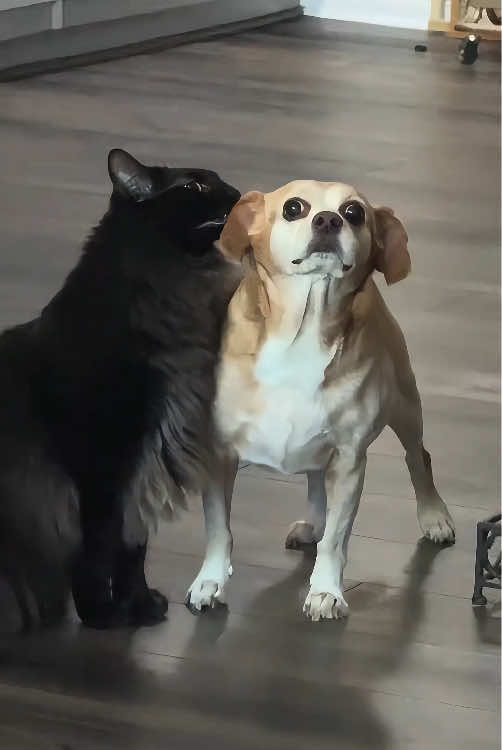 The dog's eyes are filled with fear 🤣🤣#dog #funnydog #dogsoftiktok #funnyvideos #foryou #fyp #funnytiktok #pet 