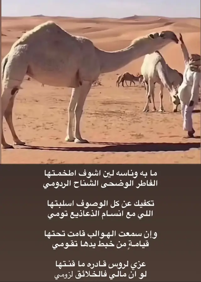 #عطايا_الله🐪 #قصيد #بيت #شعر #الوضح 