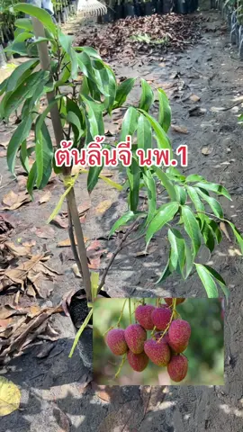 #ลิ้นจี่นพ1 #ลิ้นจี่#ไอยวริญพันธุ์ไม้ #สกลนคร 
