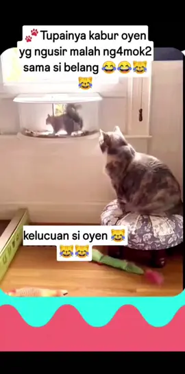 jadi kabur kan tupay nya yen 🤣🤣🤣🤣 #kucing  #kucinglucu  #kucingtiktok  #kucingoyen 