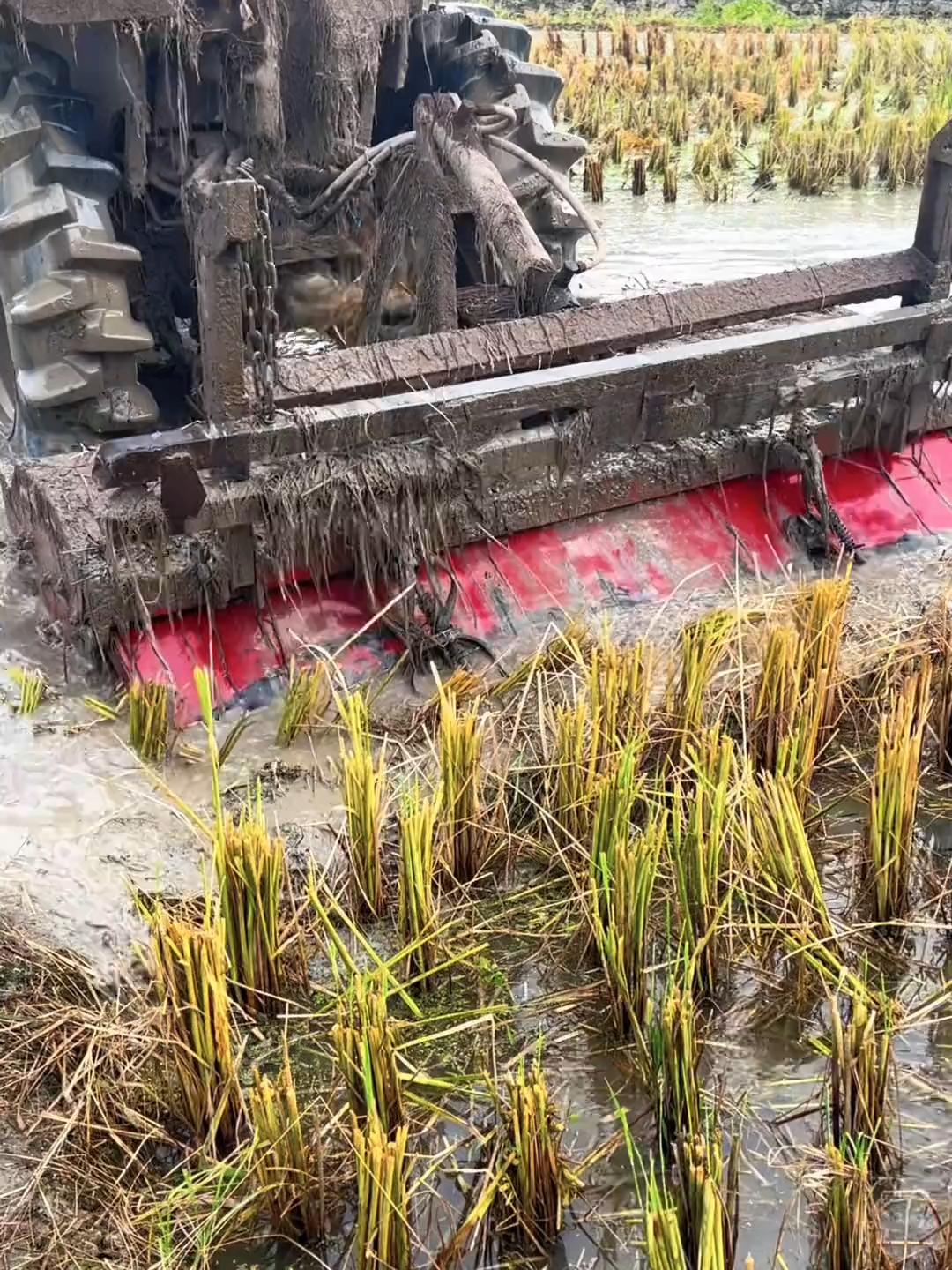 -#NatureLovers #farmlands #follower #viralvideotiktok #greenpool #foryouu