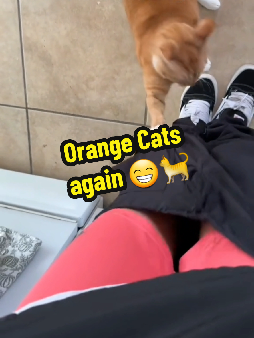 Proof: Orange cats play in another level 🐈😁👌 #proof #fyp #orangecatbehavior #funnycatsoftiktok #gingercatenergy 