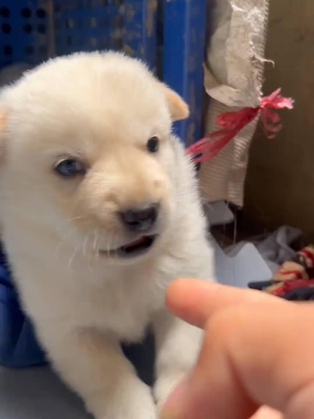 #cutedogvideo #foryoupage❤️❤️ #dogloversfeed #viralvideos