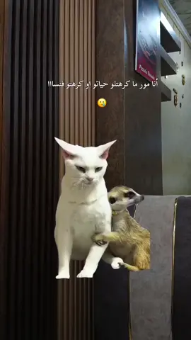 #Meme #MemeCut #CapCut #الشعب_الصيني_ماله_حل😂😂 #tagiha💍tagiiih🖇❤ #explore_اكسبلورر #CapCut #Meme #partager_maximum_khawti🙏🏻💖اكسبلور #