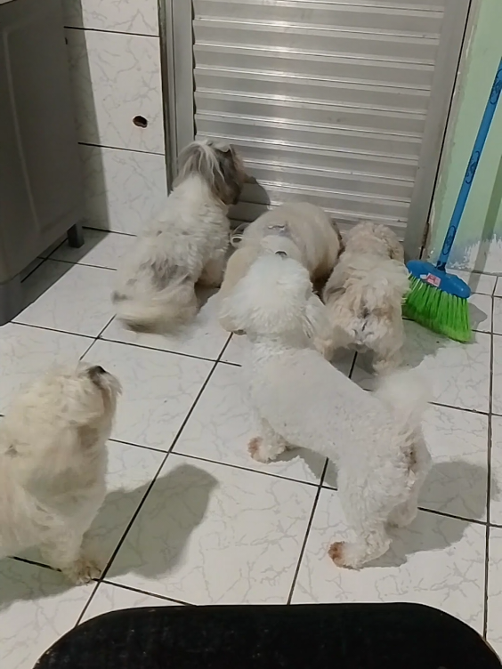 hoje eu vim aqui pra te dizer  que só quem tem pets sabe o que é ser amado #osamoresdaminhavida❤️ #doguinhosfofinhos #doguinhosdotiktok 