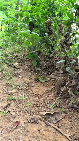 #tuyenvlog 