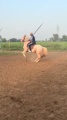 Bakhat🐴#chiragh #gallian ##viraltiktok #sz #horse 