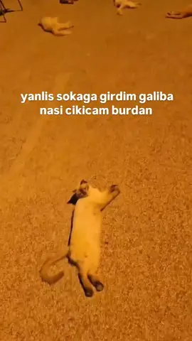Kediler mahalleyi ele geçirmiş 😅 #kediler #komedi #mizah #eğlence #yanlıssokak     