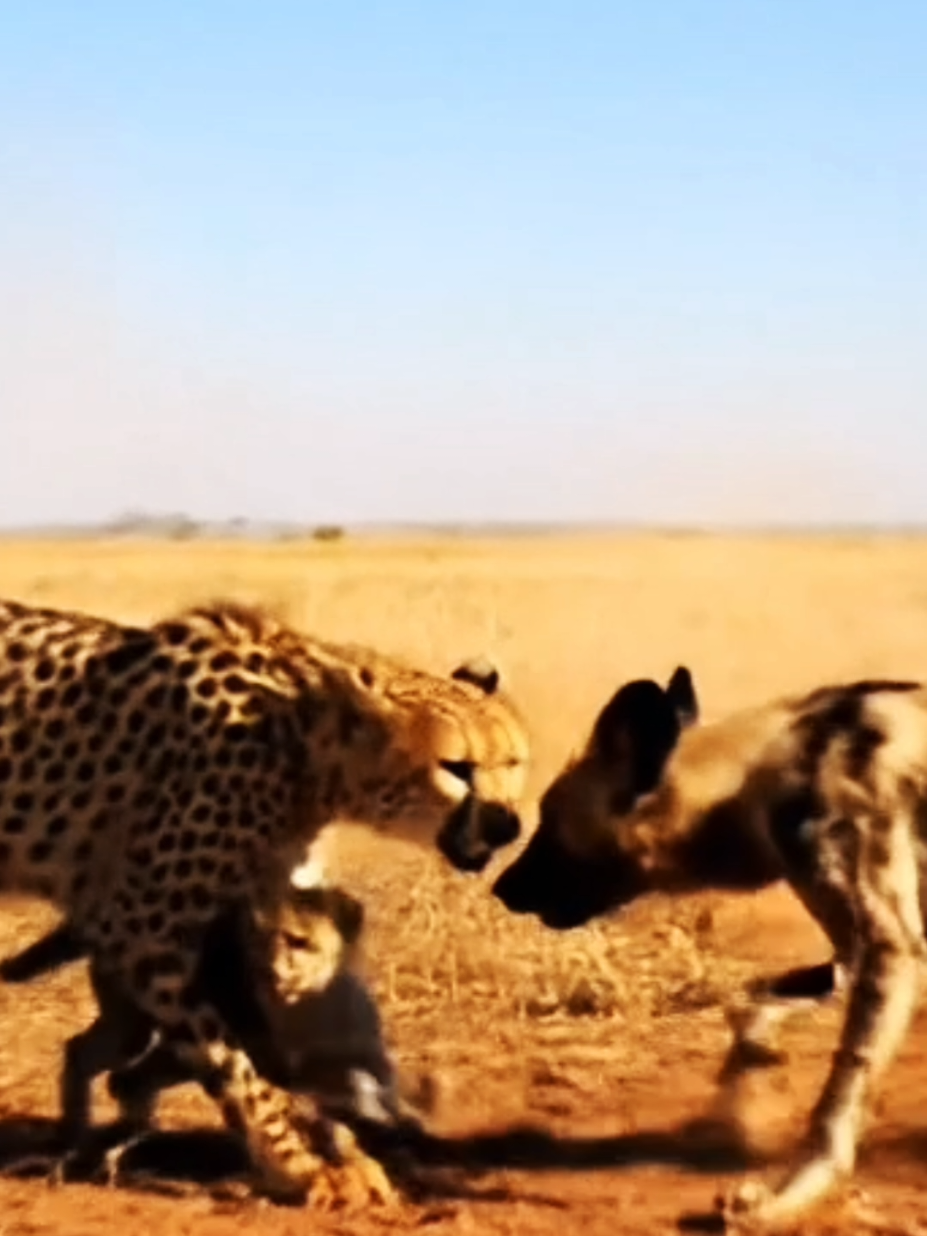 cheetah vs hyena #creatorsearchinsights 