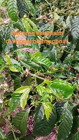 kunam agi😂 #fyppppppppppppppppppppppp #viral #kopi 