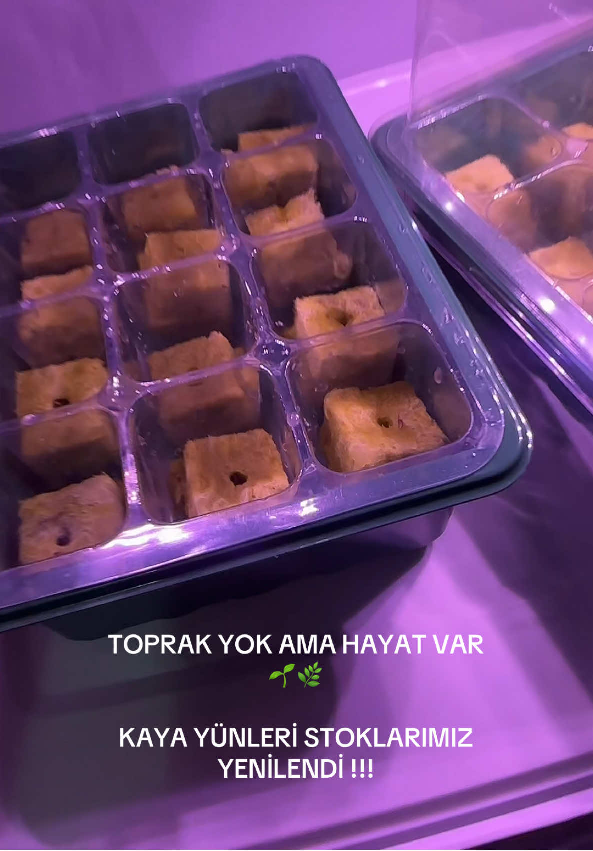 🚀 Topraksız tarımda böyle başlıyoruz! Kaya yününe tohum ekimi → Sağlıklı fideler → Bereketli hasat 🌱   📩 Sipariş ve detaylı bilgi için DM atabilirsiniz. #hydro #topraksıztarım #topraksıztarim #tarım #hydroponic    