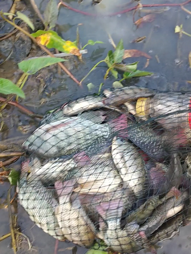 hasil mancing nila umpan lumut yang pingin tau Essen nya ada di keranjang kuning ,👇🏻👇🏻👇🏻 #mancingnila #esennila #nila 