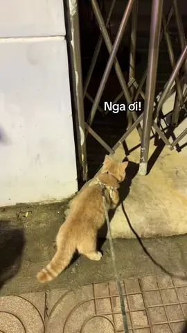 con Nga đâu tag vào xin lỗi nó đi