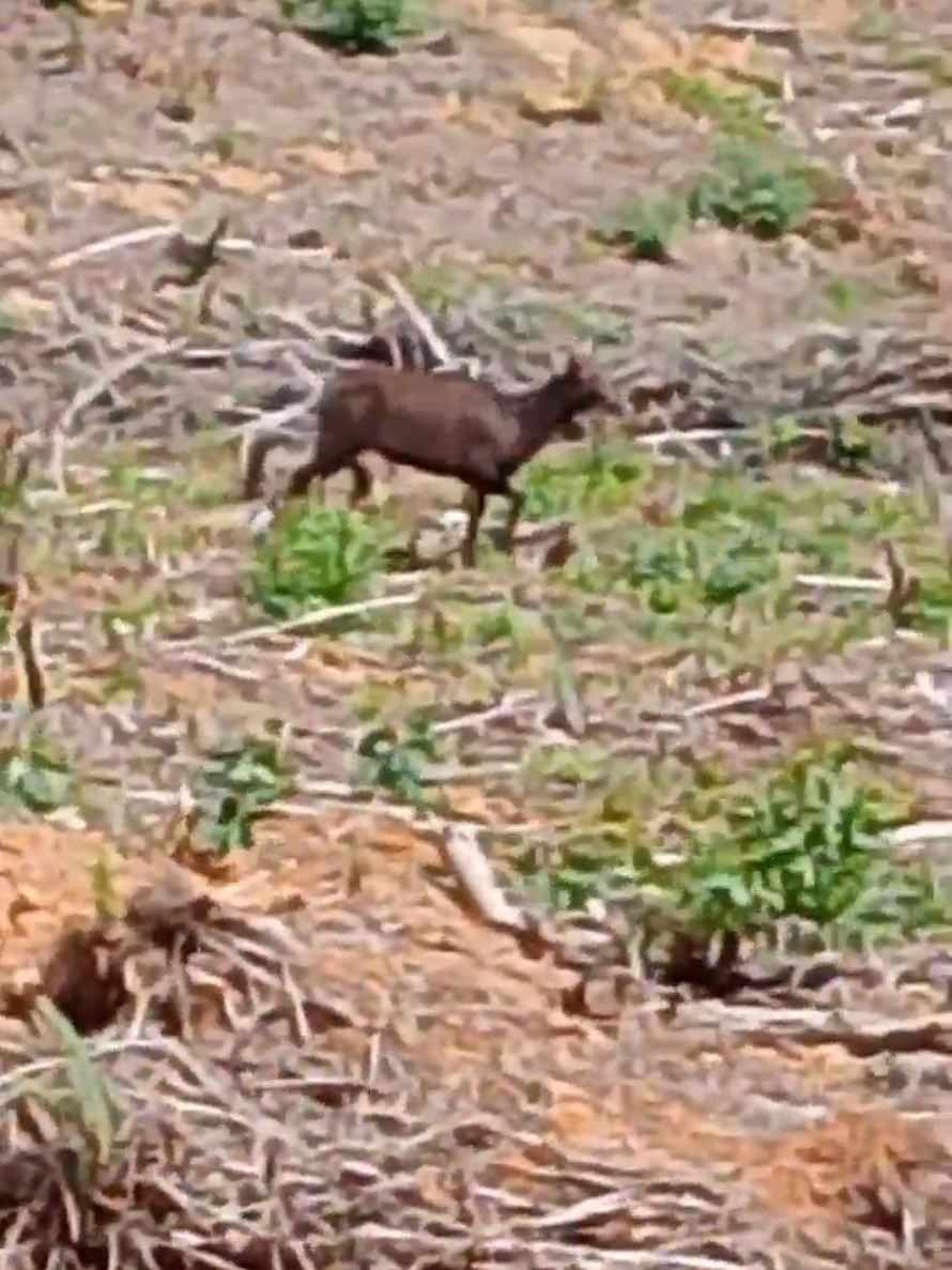 RUSA #rusa #binatang #hutankalimantan #fyppppppppppppppppppppppp #fyp 