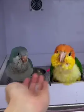 My parrot is so jealous that it has no patience #parrot #parrotsoftiktok #funny #birdsoftiktok #fyp #parrotlover 