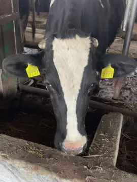 #україна🇺🇦 #🐮🐄 #7777