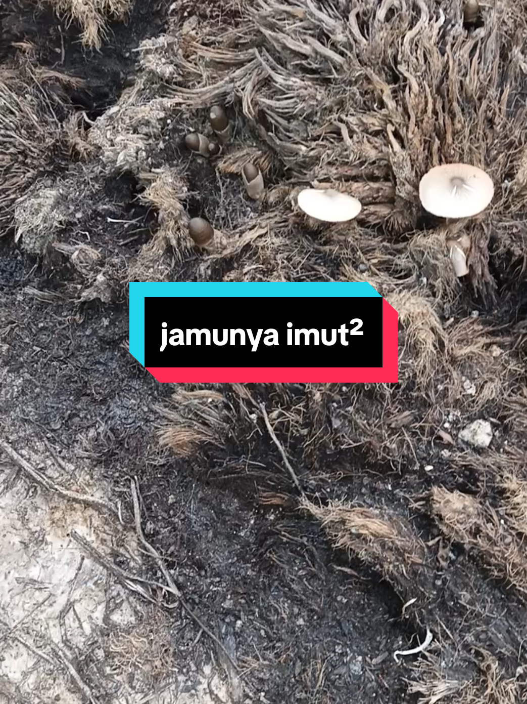 #jamur  #fyp kecil imut 🍄