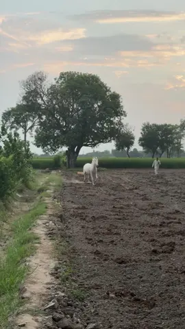 Aaine ke nazar lag na jaaye kahin 🫠🌸#horse #loveers #viral_video #ghora #trinding @MUNEEB @𝒜𝒬 @Ch Qayyam @🔱rai sohaib🇩🇪🔱 @aaqib.op1 @Muneebs_Shadow🇵🇰 @رائے گلباز اکرم کھرل 👑 @itxabdullah 90 
