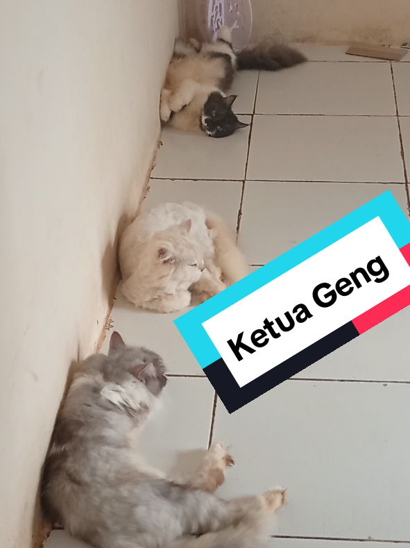 Udh keliatan yg mana ketua gengnya  #missytuxedo #catlovers #pecintakucing #kucinggemoy #kucingberhakbahagia 
